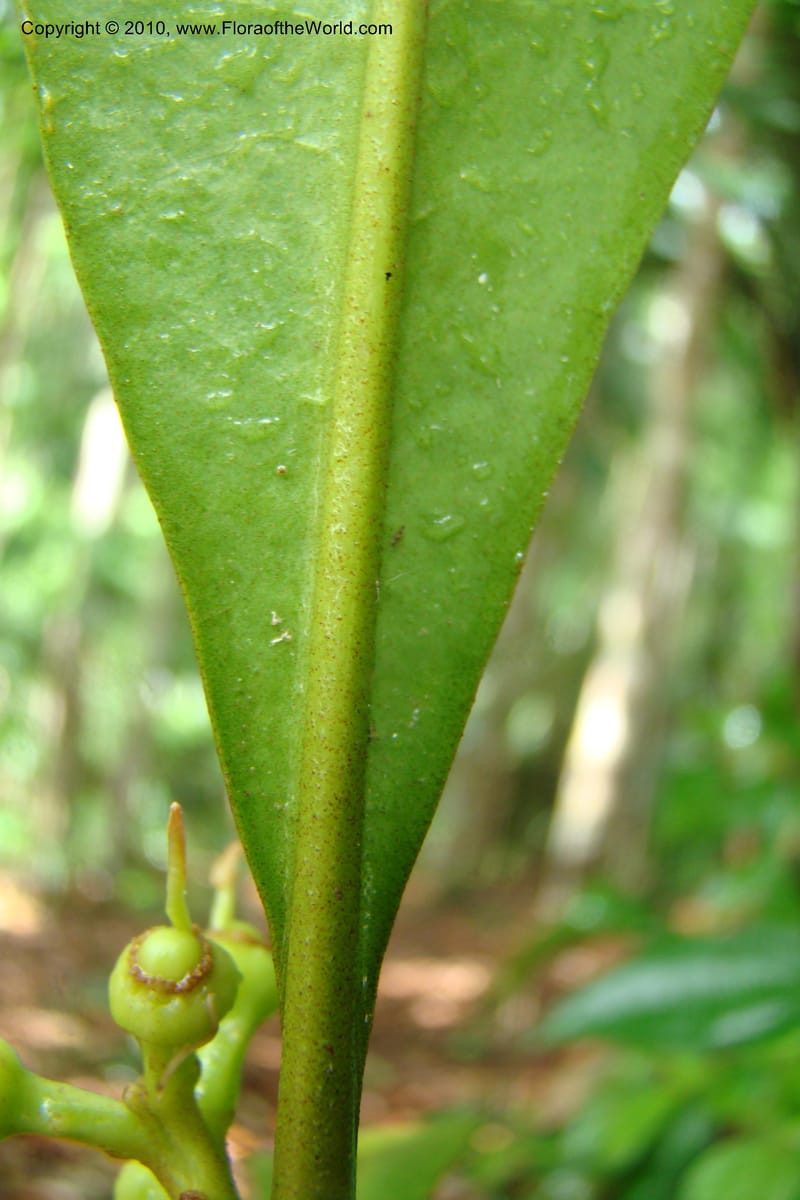 Rhabdodendron amazonicum, Mori 27346--French Guiana. Les Nouragues Station. 27 Oct 09. 182.jpg