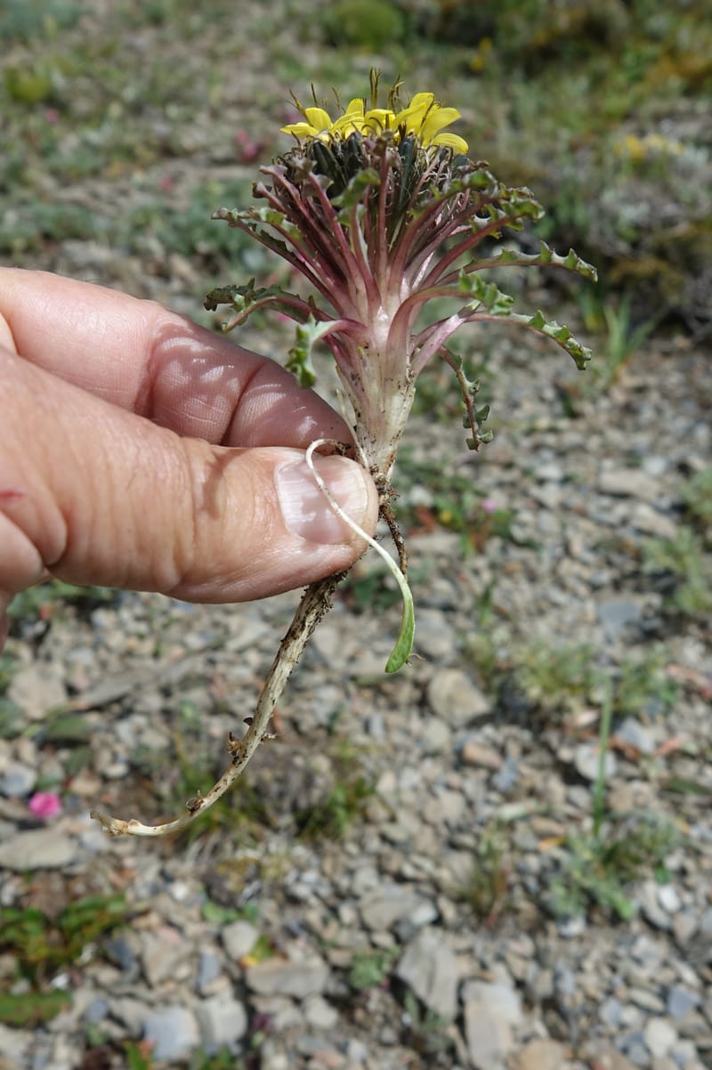 Soroseris gillii, C. Davidson 13771--China. Sichuan. Wu Ming Shan. 13 Aug 2017. DSC05530 (78).JPG