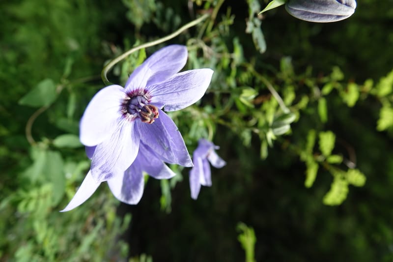 Codonopsis, C. Davidson 13768--China. Sichuan. Yibailingba-gou. 12 Aug 2017. DSC04660 (84).JPG