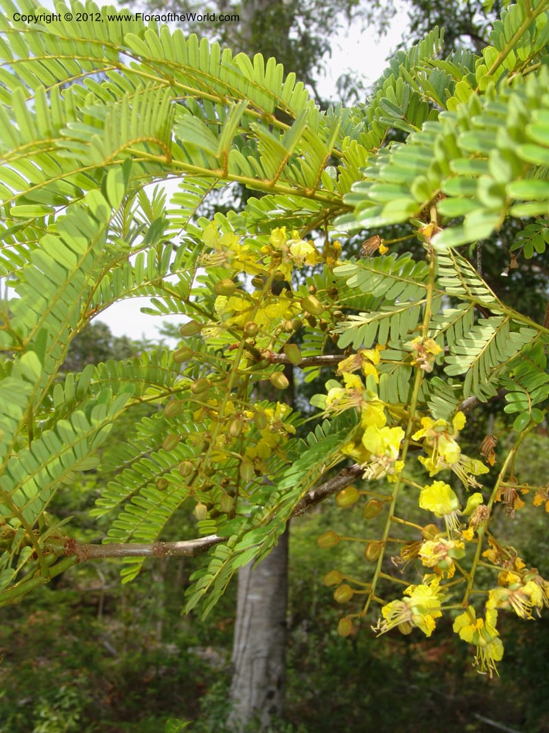 Peltophorum dasyrachis, Rogers, Z 1177--Madagacar. Antsir. Nosy Be. Lokobe Forest. Sunbird. 15 Nov 06. 232 (27).jpg