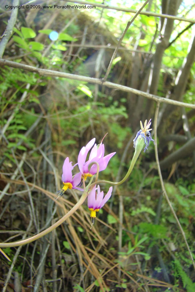 Dodecatheon pulchellum, C. Davidson 11351--ID. Idaho Co. Salmon River Rd. 17 May 09. 218.jpg