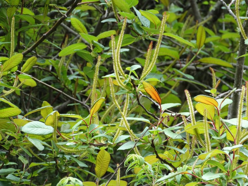 Salix, Boufford, D 43739--China. Sichuan. XinZhaZi Gou. 14 May 2014. DSC06426 (15).JPG