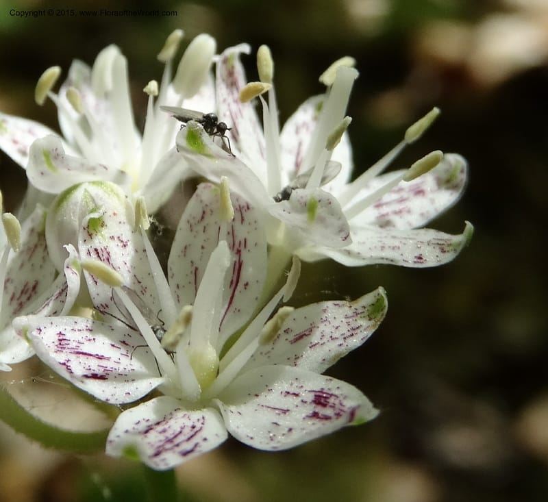 Clintonia umbellulata, Davidson, C 12988--North Carolina. Clay Co. Perry Gap Rd, Barnard's Cr. 13 May 2015. DSC04860 (256).JPG