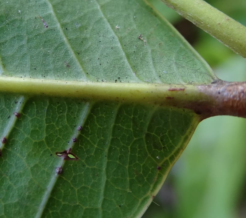 Atuna racemosa, Munzinger, J 7370--Fiji. Wailevu Rd. 6 Nov 2015. FDSC09813 (14).JPG