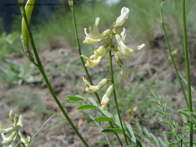 Astragalus canadensis--ID. Idaho Co. Salmon R. Polly Bemis Ranch. 9 May 04. 173.jpg