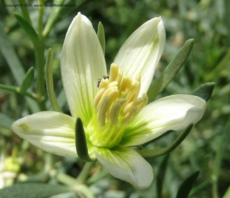 Peganum harmala, Davidson, C 12426--Georgia (Caucasus). Rustavi Village. 5 Jun 2014. DSC07073 (21).JPG