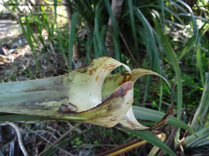 Pandanus odorifer, Callmander 1017--Malaysia, Sarawak. Bako Nat. Park. Beach. 31 Mar 2012. DSC06362 (39).JPG