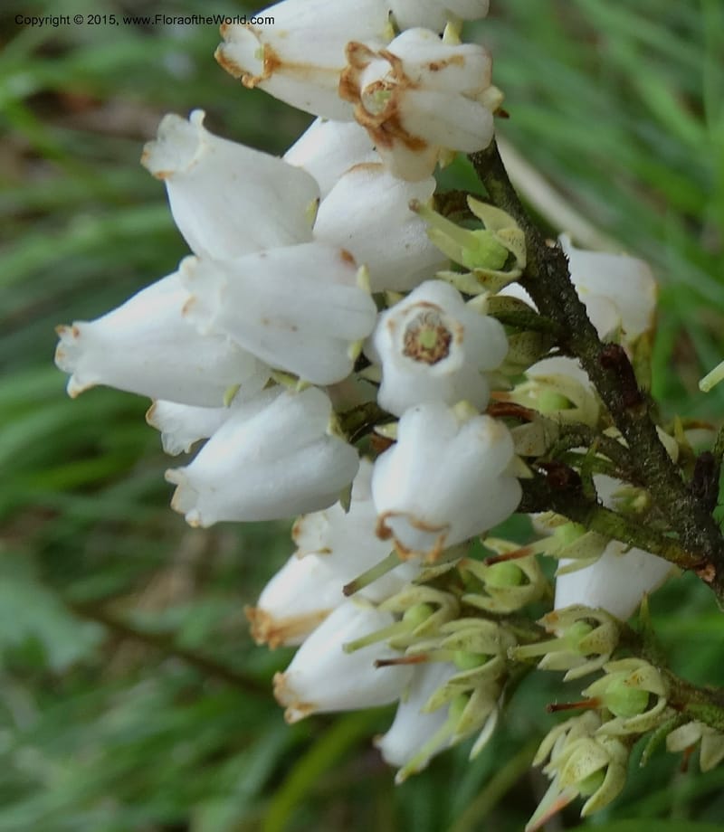 Pieris floribunda, Davidson, C 12956--North Carolina. Trans. Co. Devil's Courthouse View. 12 May 2015. DSC04151 (7).JPG