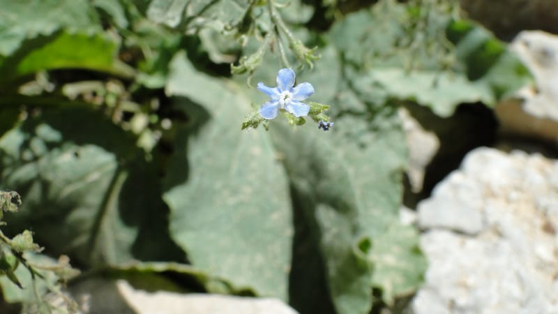 Brunnera orientalis, A. G. Miller 133.7--Iraq. Kurdistan. Shakh-i Pira Magun. Gueza Khan. 11 June 2010. 191 (6).jpg