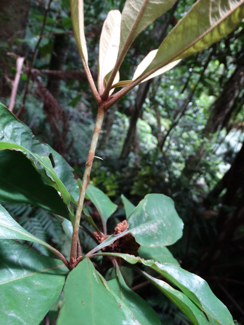 Pittosporum, Bruy, D 117--New Caledonia. Haute Robinson. 11 Nov. 2015. DSC00909 (192).JPG