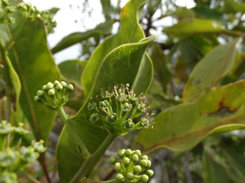 Myodocarpus involucratus, Lowry, P 7375--New Caledonia. Mont Dzumac. 12 Nov 2015. DSC01563 (536).JPG