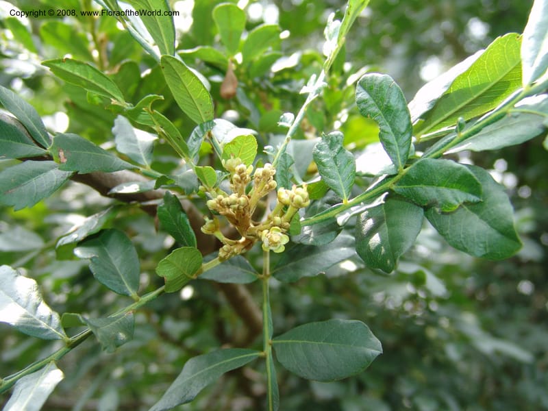 Hippobromus pauciflora--So. Africa. Lowveld Nat. Bot. Gard. 14 Mch 05. 503.jpg