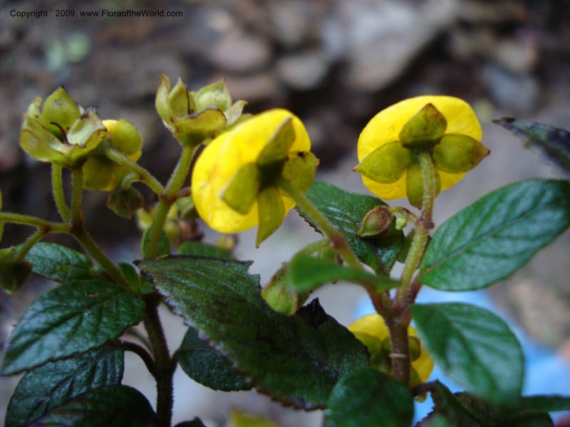 Calceolaria...DN16028,Ecuador.Prov.ZamoraC.Podocarpus,Tapichalaca26Sep2007 112.jpg