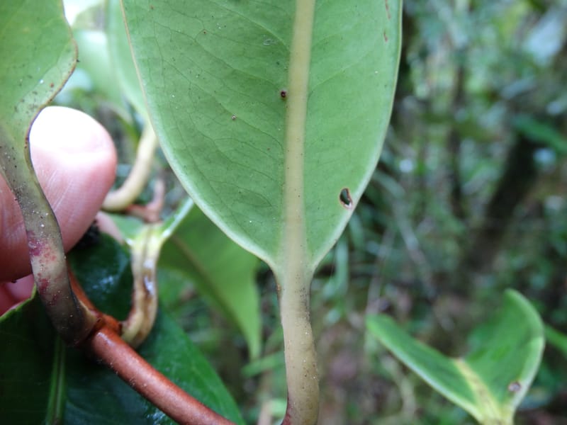 Syzygium, Plunkett, G 3181--Fiji. Waisali Rainf. Reserve. 4 Nov 2015. DSC08848 (33).JPG