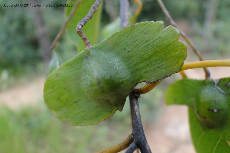 Terminalia, W. D. Stevens 31213--Paraguay. Edo. Concepcion. Garay Cue. 19 Mar 2011. 163 (5).jpg