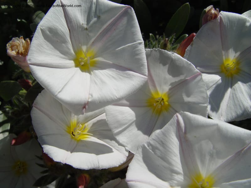 Convolvulus cneorum, 2003.0375--Spain. Barcelona Botanic Garden. 21 Apr 04.  087.jpg