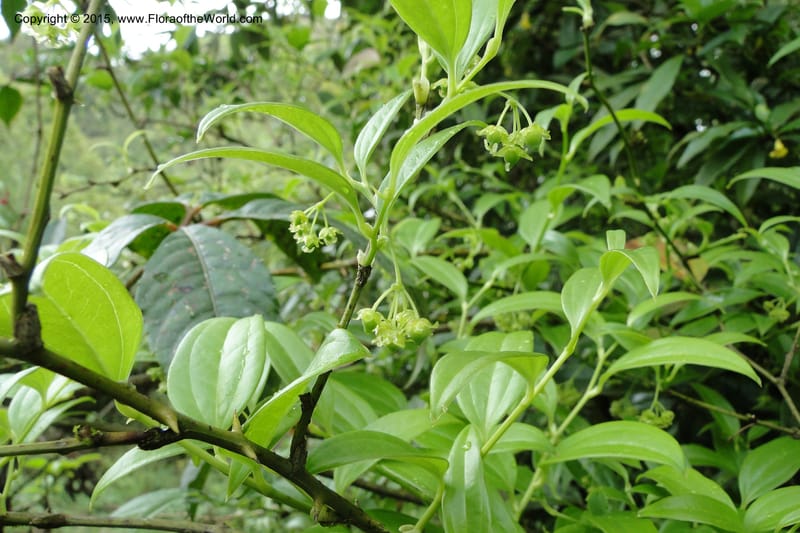 Heterosmilax, Regalado 1772--Viet Nam. Ban Khoang Commune. 4 May 2011. 080.jpg