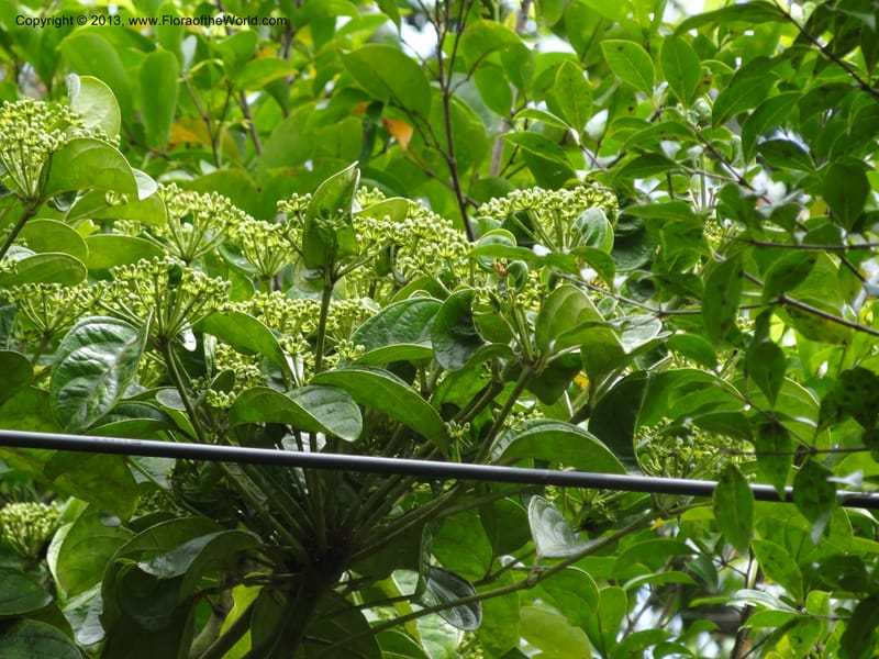 Aralia, SAN.153245--Malaysia, Sabah. Tawai For. Res. 9 Apr 2012. DSC07890 (93).JPG