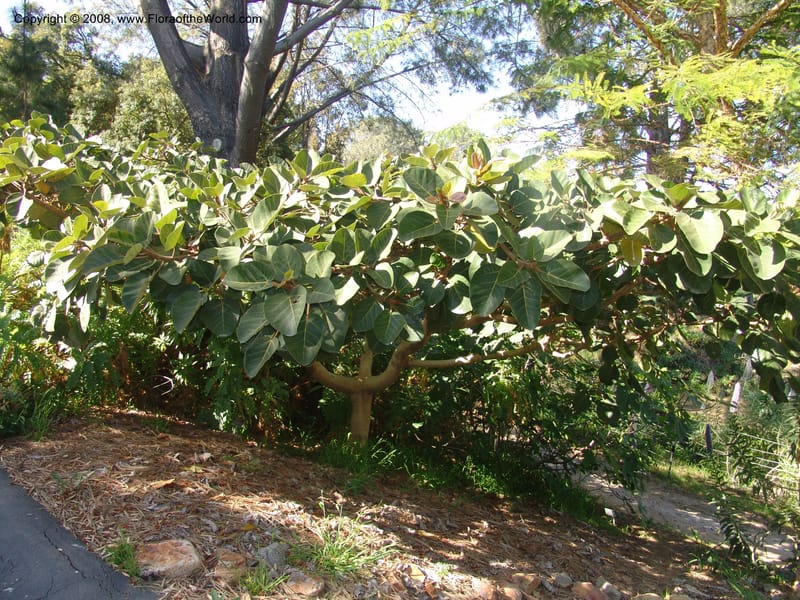 Ficus socotrana--CA. Quail Botanical Garden. 9 Apr 05. 224.jpg