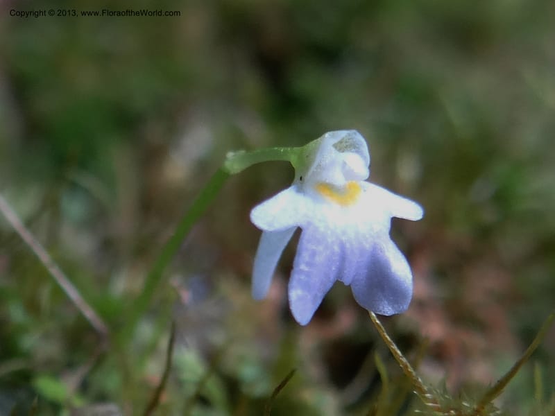 Utricularia, VC 5533--Thailand. Chiang Mai Prov. Doi Pha Hom Pok Nat. Park. 10 Nov 2012. DSC08349 (150).JPG