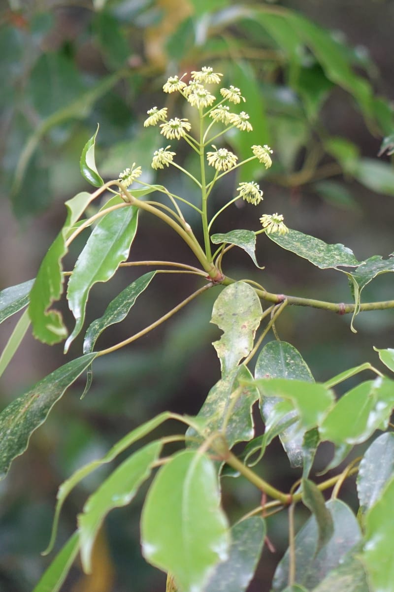 Trochodendron aralioides, Tseng Yu-Hsin 1327--Taiwan. Taroko Nat. Park. Mt. Bilu Trail. 21 May 2016.  (23).JPG