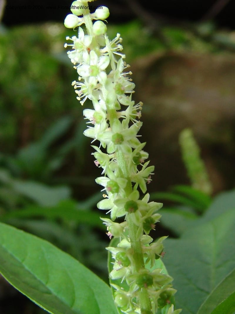 Phytolacca--So.Africa. KZN. Midl. Meand. Granny Mouse. 13 Mch 05. 129.jpg