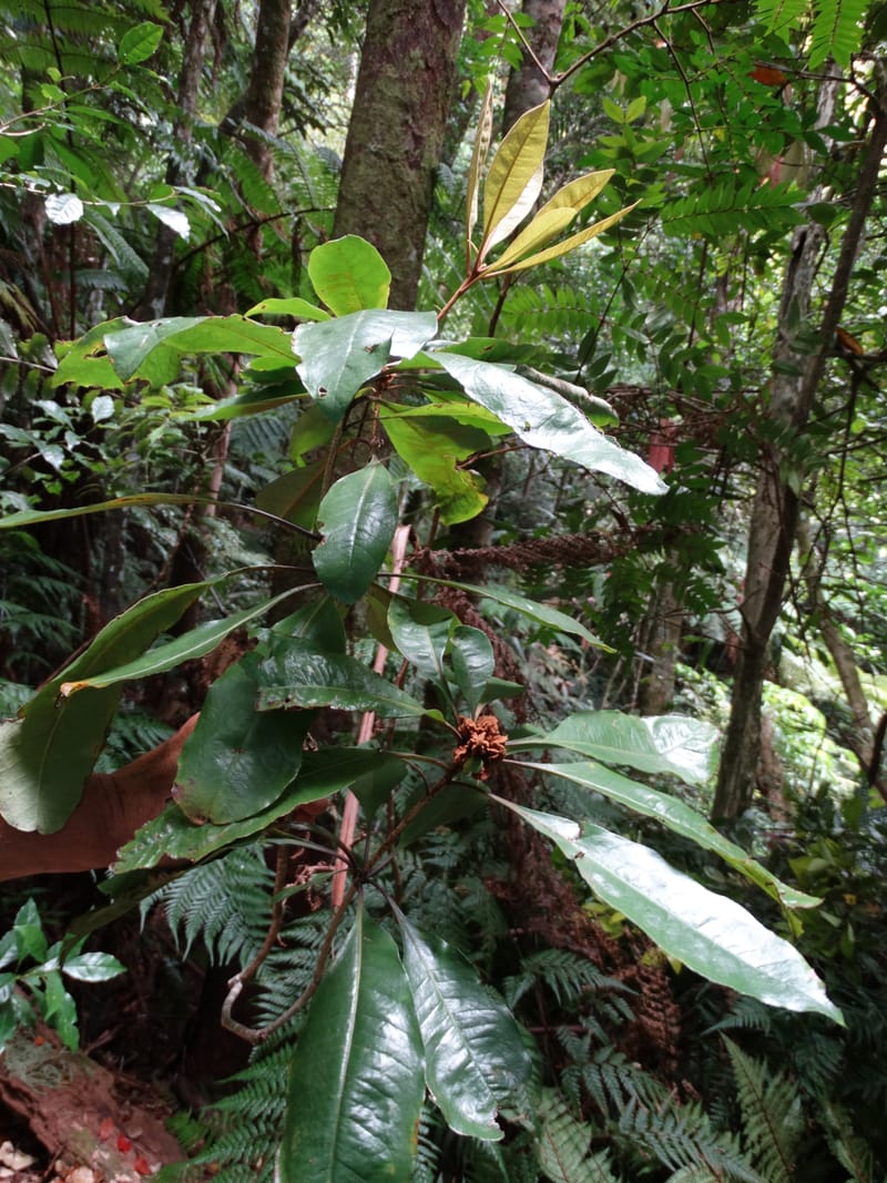 Pittosporum, Bruy, D 117--New Caledonia. Haute Robinson. 11 Nov. 2015. DSC00909 (191).JPG