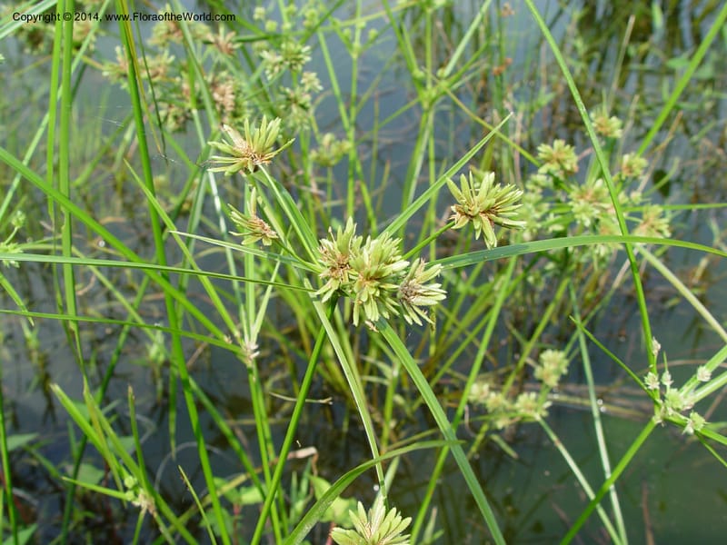 Cyperus--Japan. Toyota. Foresta Hills. CD16 Jul 03. 008 (4).jpg