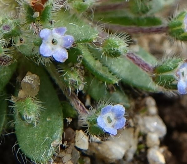Microcaryum pygmaeum, D. Boufford 44021--China. Sichuan. Daocheng Xian. 14 Aug 2017. DSC05676 (275).JPG