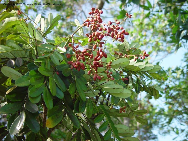 Simarouba glauca--FL. Fairchild Tropical Garden. 8 Apr 03. 054.jpg