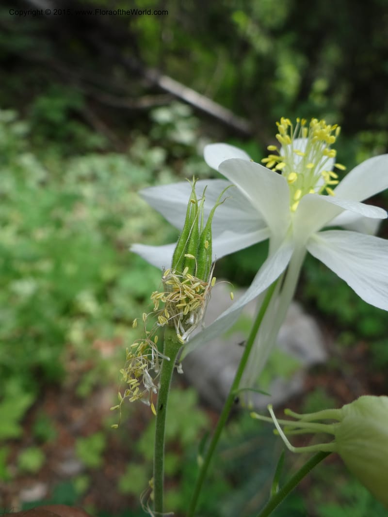 Aquilegia coerulea var ochroleuca, Mansfield, D 12-630--ID. Bear Lake Co. Mt. Sherman. 13 Jul 2012. DSC03601 (67).JPG