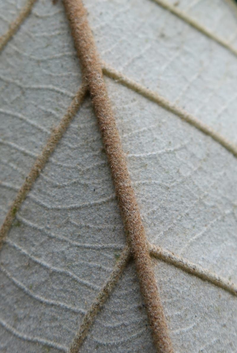 Styrax suberifolia, Chung Kuo-Fang 3354--Taiwan. Wulai Distr. Wulai village. Chia Jiao Liao. 19 May 2016.  (41).JPG