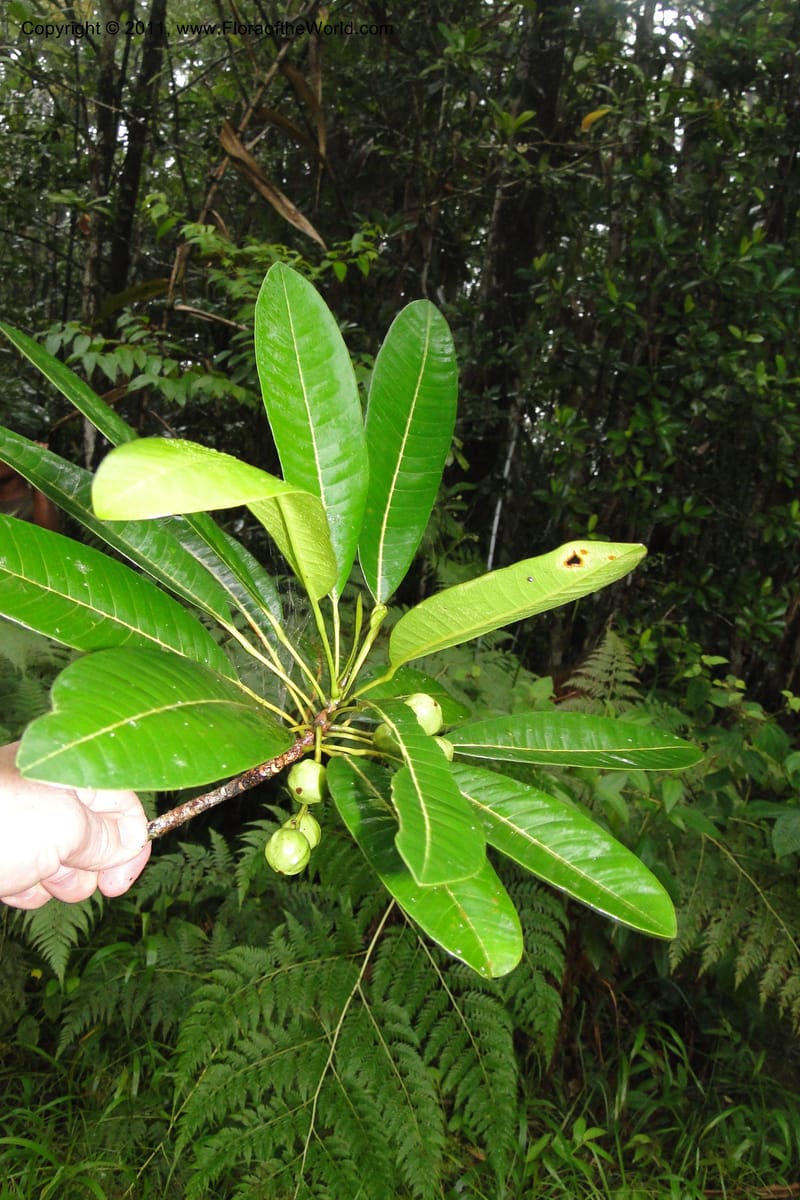 Pittosporum arborescens, M. Tuiwawa 4976--Fiji. Colo i Suva Forest Park. 8 Feb 2011. 116 (10).jpg
