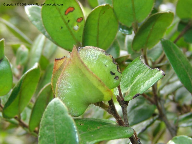 Diospyros scabrida--So.Africa. E. Cape. Umtamvuna Nat. Res. 11 Mch 05. 492.jpg