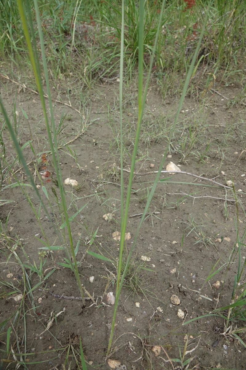 Gladiolus permeabilis, L. Nanyeni 1274--Namibia. Hwy D2859. Odom 418. 30 March 2018. DSC04324 (96).JPG
