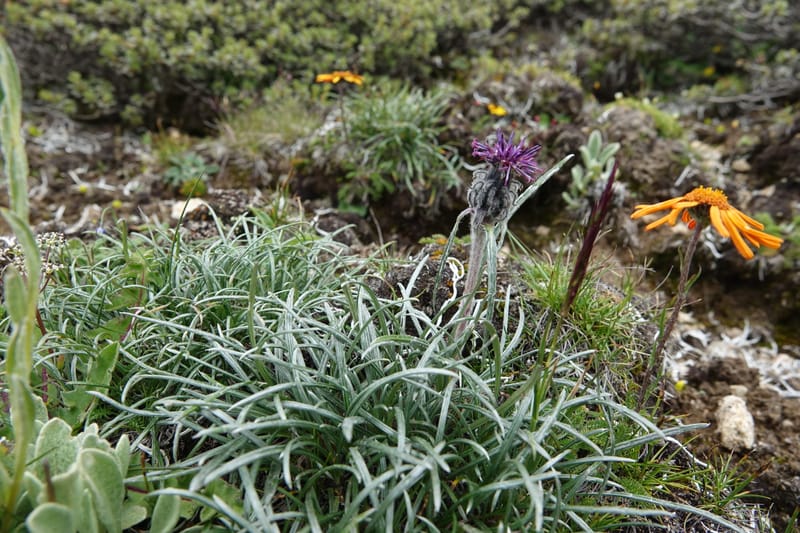 Saussurea graminea var. graminea, D. Boufford 44058--China. Sichuan. Zhe Duo Shan. 17 Aug 2017. DSC06717 (307).JPG