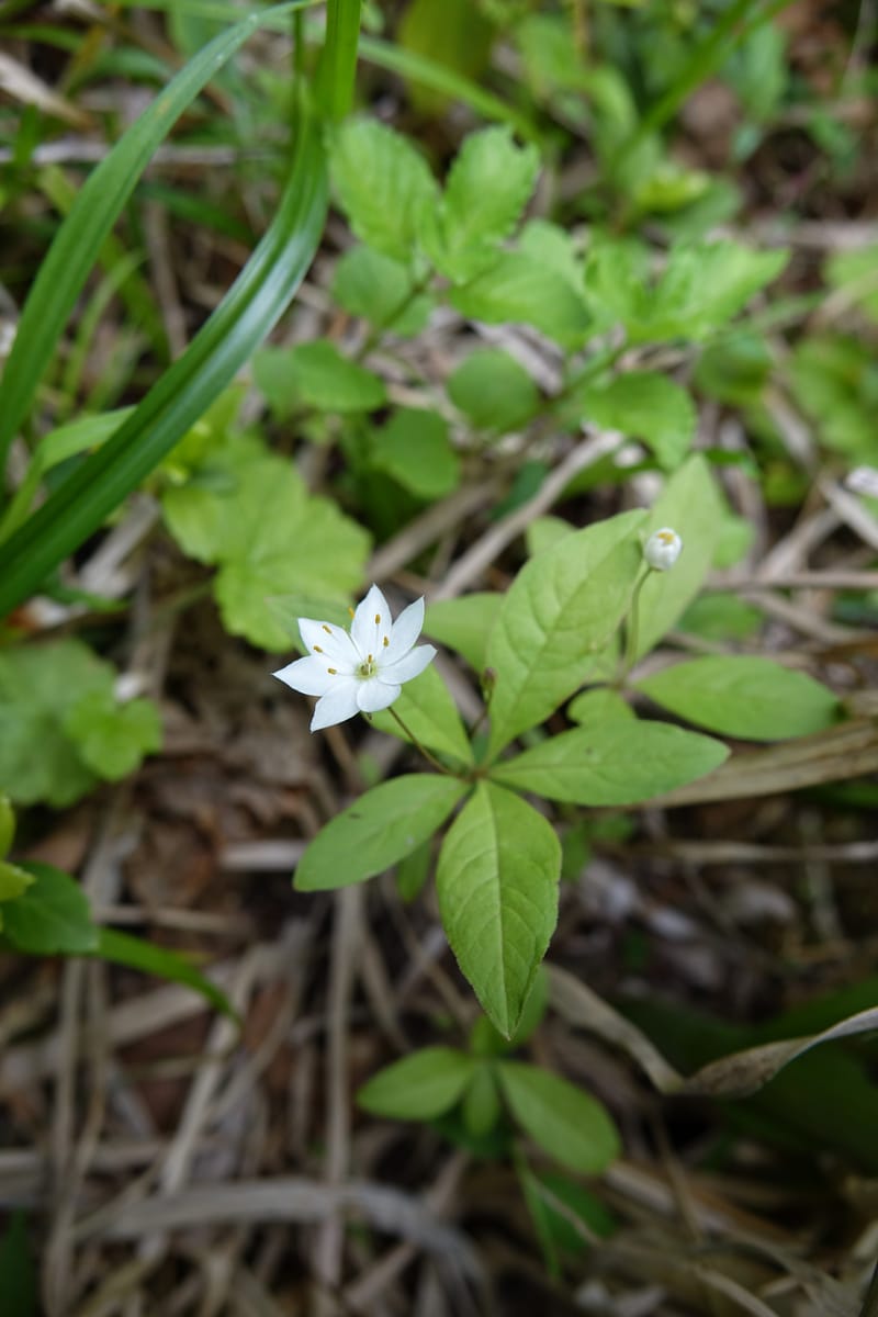 Trientalis europaea--Japan. Niigata. Sasagamine. Yu Memidaira. Forest Therapy Trail. 28 May 2016. DSC04970 (168).JPG