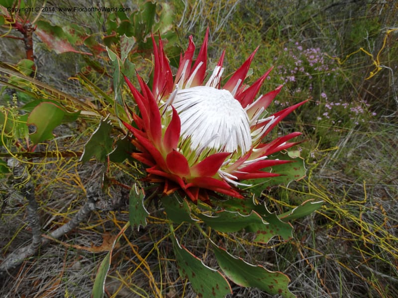 Protea cynaroides, Davidson, C 12315--South Africa. Western Cape. E. side, Fernkloof. 24 Jan 2014. DSC01799 (151).JPG