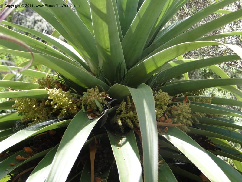 Richea pandanifolia--Tasmania. Woodland walk, Lake Dobson Rd. 30 Jan 2010. 3308 (6).JPG