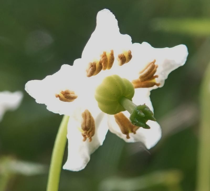 Moneses uniflora, C. Davidson 14039--ID. Valley Co. Sylvan Cr. Payette Lake. 31 July 2019. DSC01112 (12).JPG