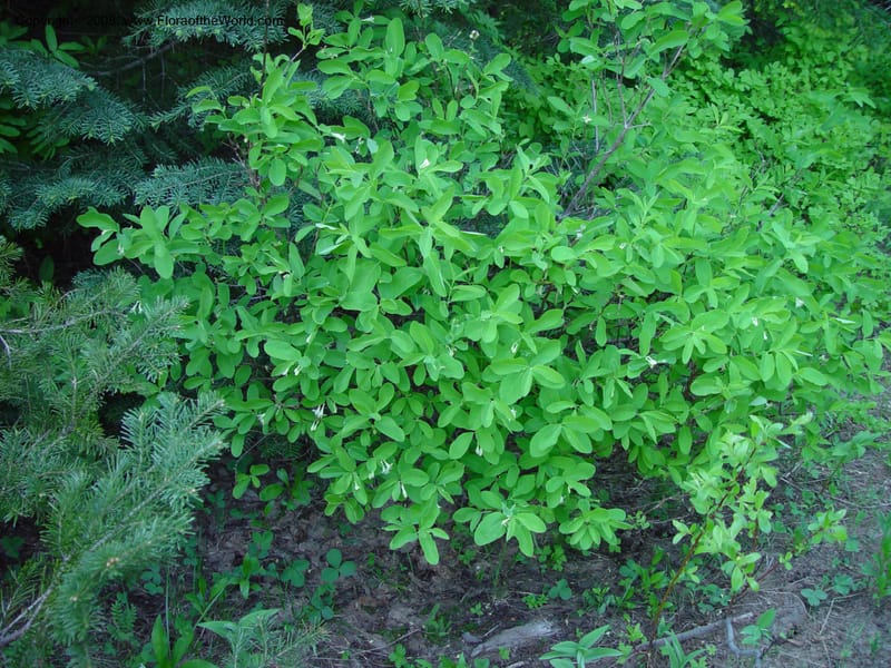 Lonicera utahensis--ID. Valley Co. N. Fk. Payette River. 12 Jun 03. 062.jpg
