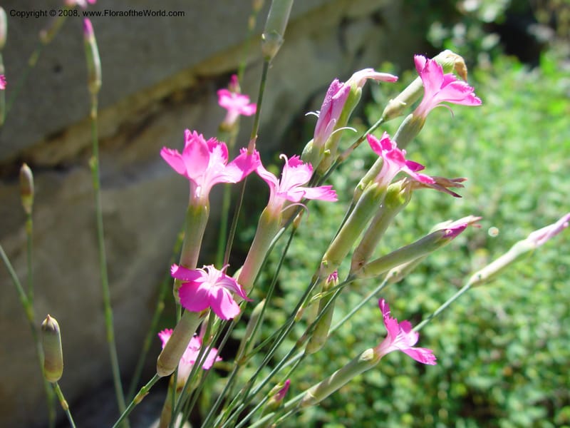 Dianthus sylvestris ssp. longicaulis--Italy. Tuscany. Univ. Firenze, Giard. dei Simplici, Florence. 22 May 03. 001.jpg