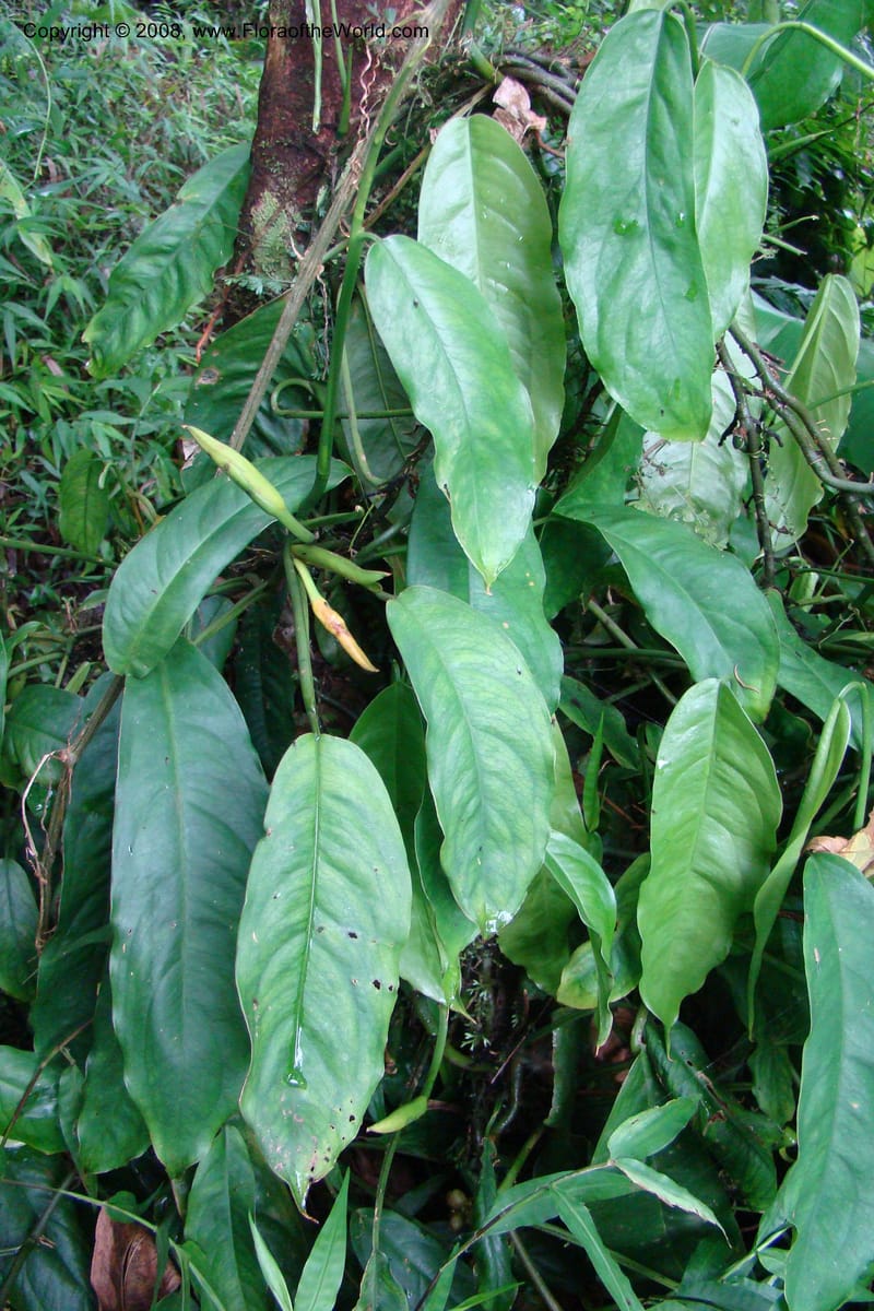 Culcasia falcifolia, WKindeketa2987--Tanz. Rungwe Distr. Rungwe For. Res. 24 Jan 08. 167.jpg