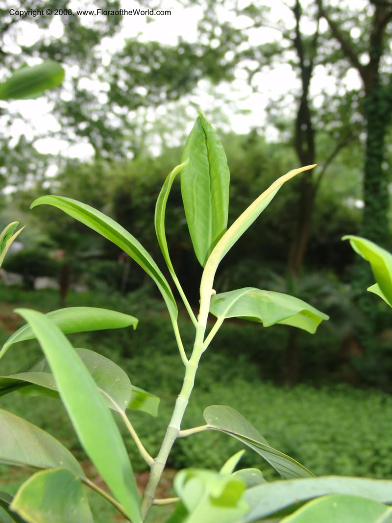 Michelia--China. Hubei. Wuhan Botanical Garden. 24 Apr 07. 042.jpg