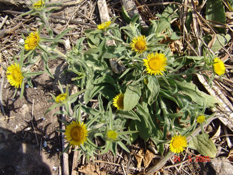 Pallenis spinosa--Crete. Ep. Apokoronos. Aptera. 23 May 05. 047.jpg