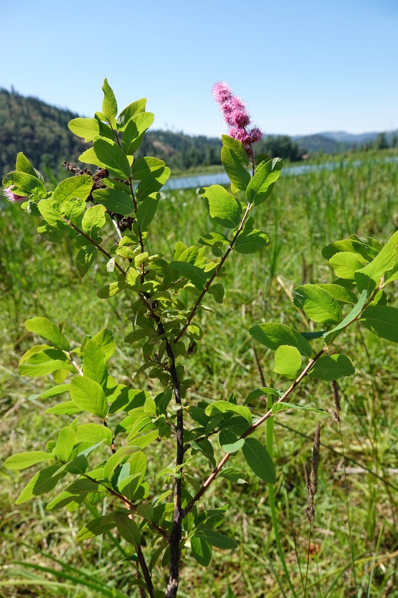 Spiraea douglasii var. menziesii, C. Davidson 13807--ID. Benewah Co. St. Joe R. Rd. Turtle Lake. 8 Jul 2018. DSC05829 (71).JPG
