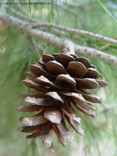 Mature seed cone hanging from a branch