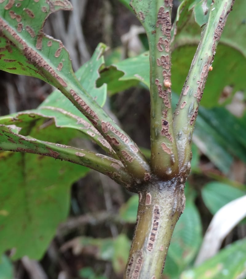 Plerandra insolita, Plunkett, G 3186--Fiji. Waisali Rainf. Reserve. 4 Nov 2015. DSC08848 (233).JPG