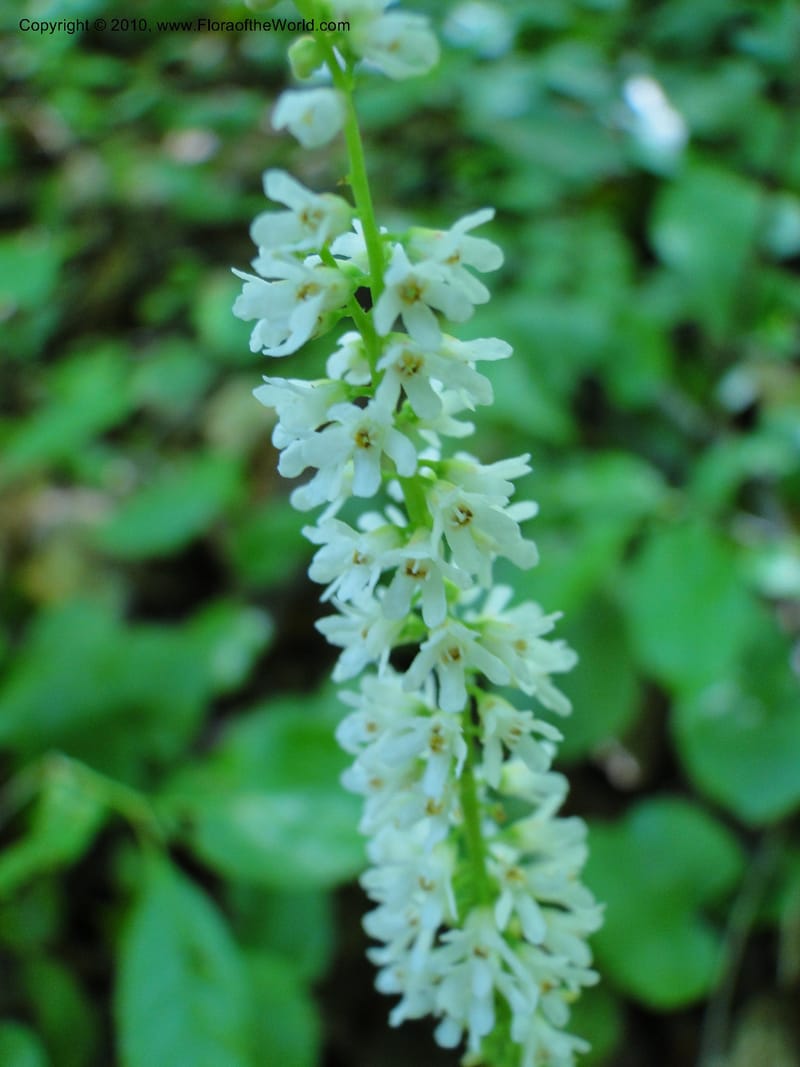 Galax aphylla, Not collected, USA, North Carolina, Stokes County, Hanging Rock State Park, 26 May 2010 (1).JPG