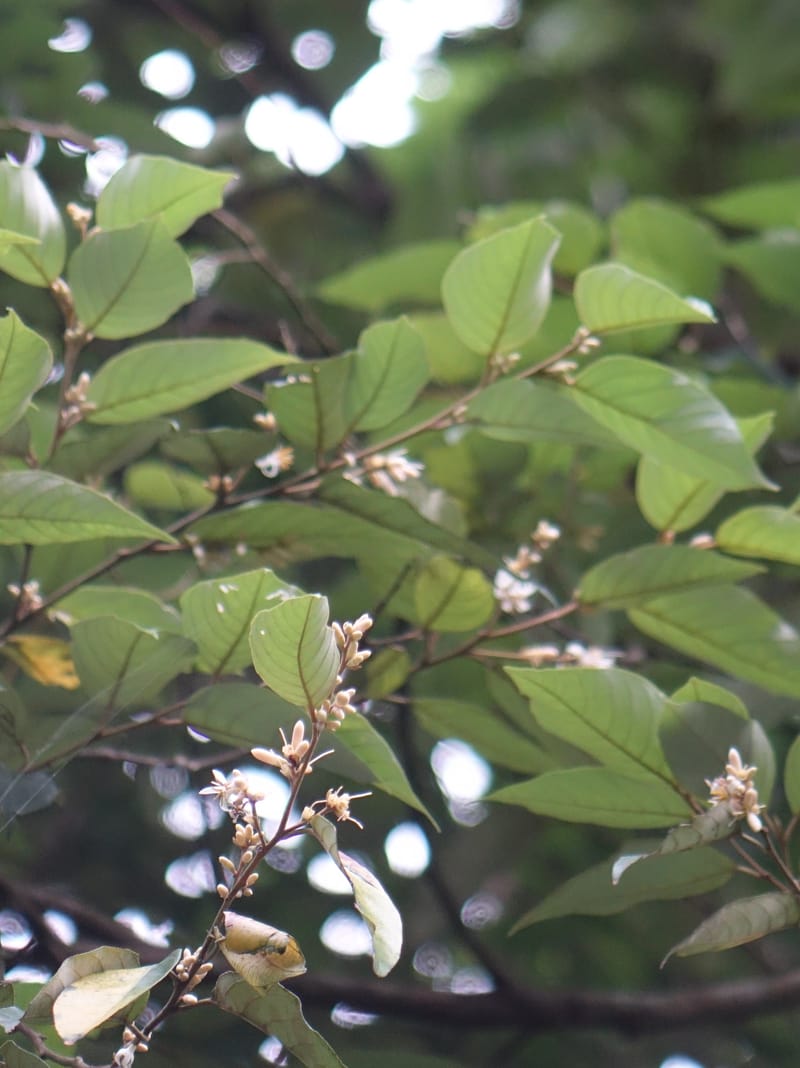 Styrax suberifolia, Chung Kuo-Fang 3354--Taiwan. Wulai Distr. Wulai village. Chia Jiao Liao. 19 May 2016.  (53).JPG